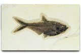 Detailed Fossil Fish (Diplomystus) - Wyoming #370860-1